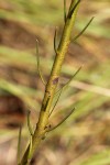 Thesium dolichomeres