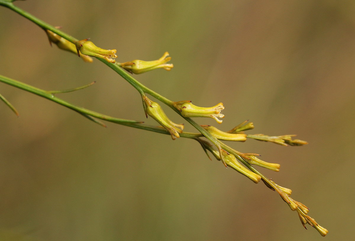 Thesium dolichomeres