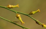 Thesium dolichomeres