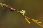 Thesium dolichomeres