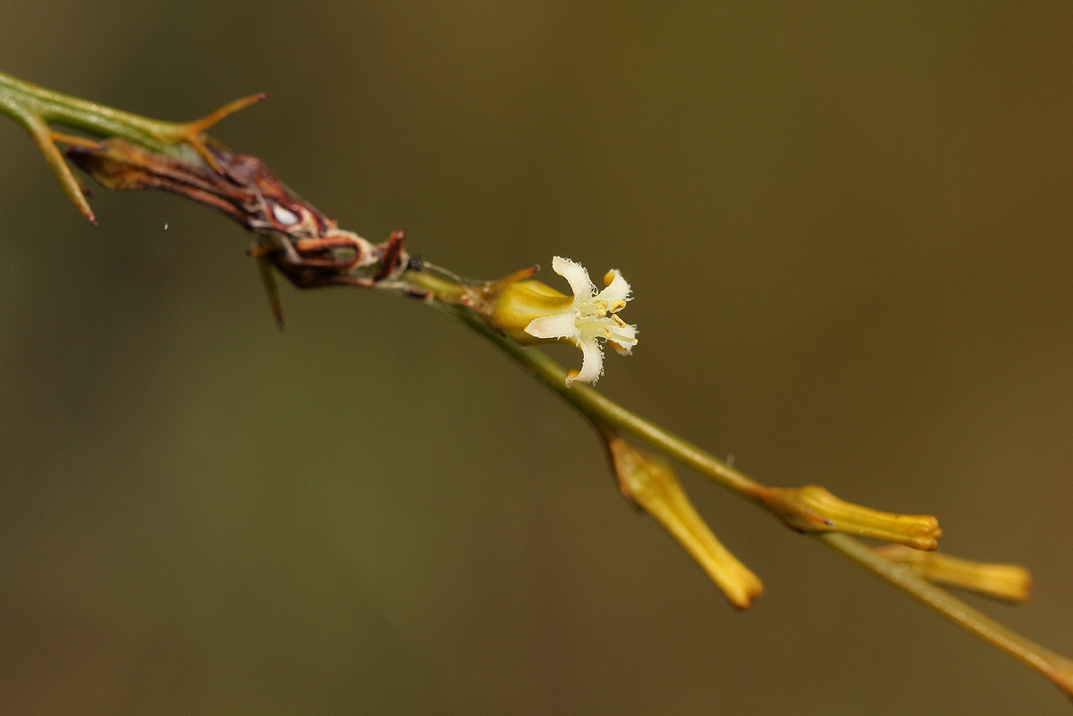 Thesium dolichomeres