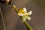 Thesium dolichomeres