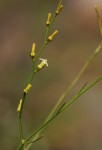Thesium dolichomeres