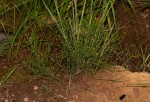 Thesium fastigiatum