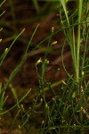 Thesium fastigiatum