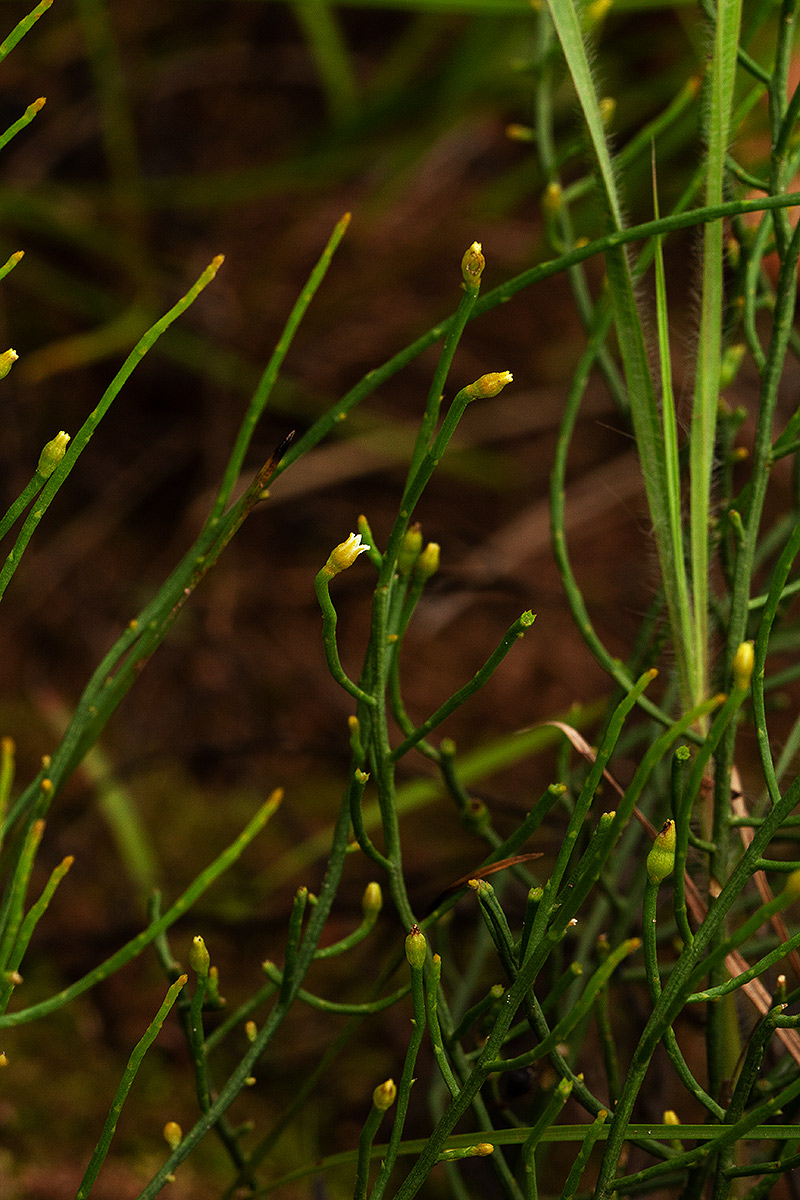 Thesium fastigiatum