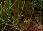 Thesium fastigiatum