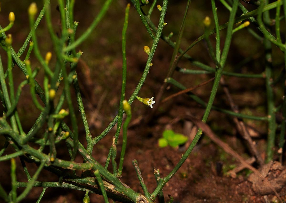 Thesium fastigiatum