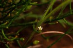 Thesium fastigiatum