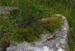 Thesium nigricans