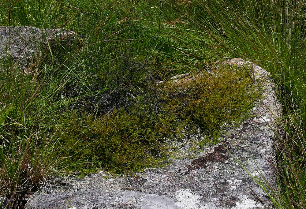 Thesium nigricans