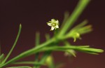 Thesium nigricans