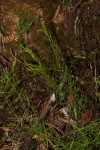 Thesium nigricans