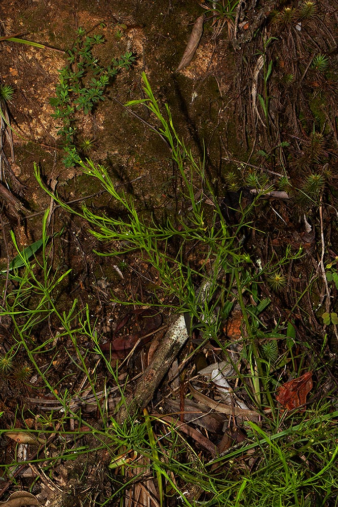 Thesium nigricans
