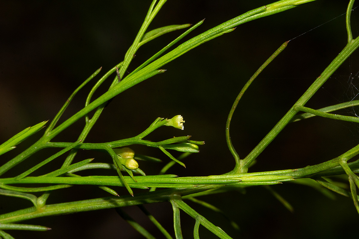 Thesium nigricans