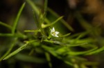 Thesium nigricans