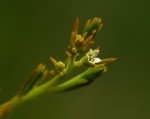 Thesium nigricans