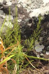 Thesium nigricans