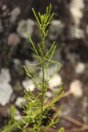 Thesium nigricans
