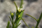 Thesium nigricans