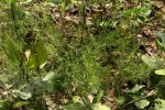 Thesium nigricans