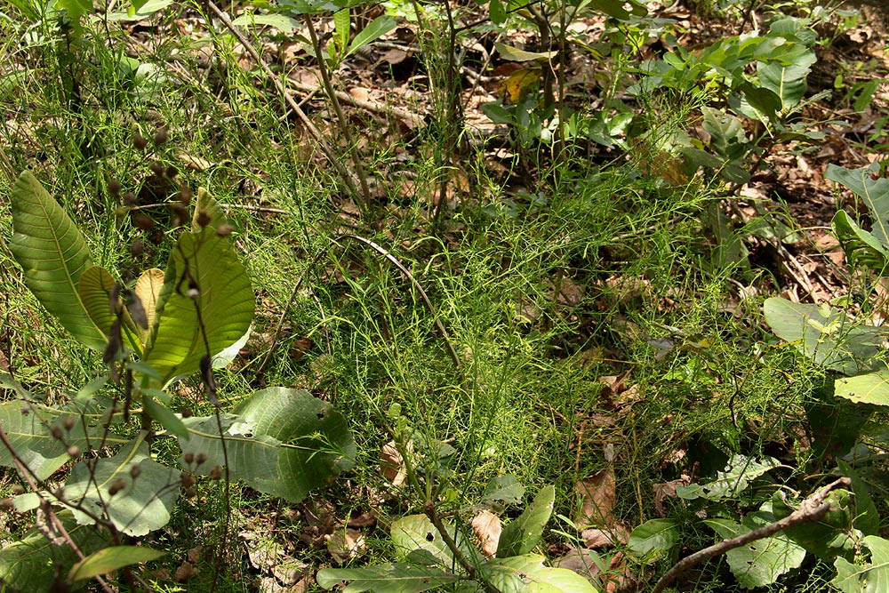 Thesium nigricans