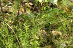 Thesium nigricans