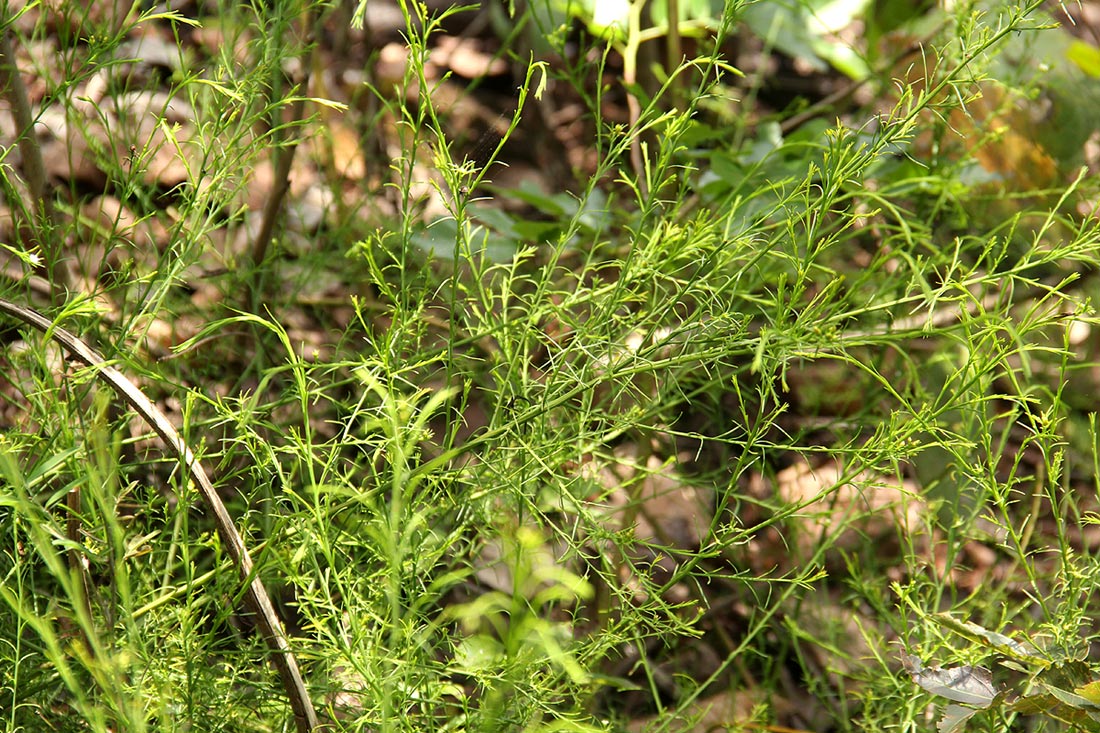 Thesium nigricans