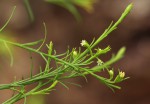 Thesium nigricans