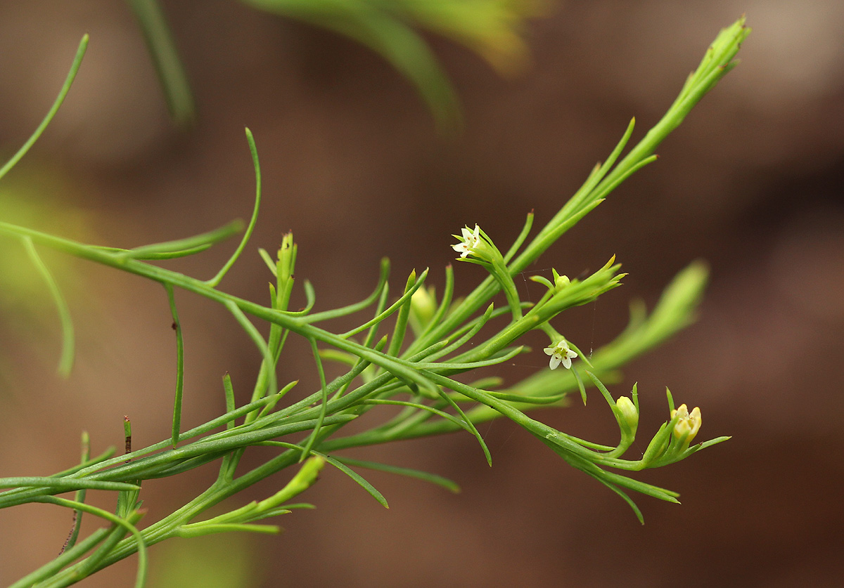 Thesium nigricans