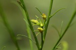 Thesium nigricans