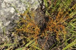 Thesium pygmaeum