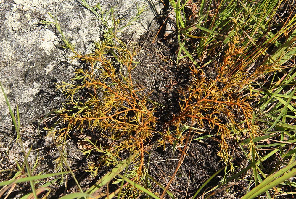Thesium pygmaeum