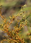 Thesium pygmaeum