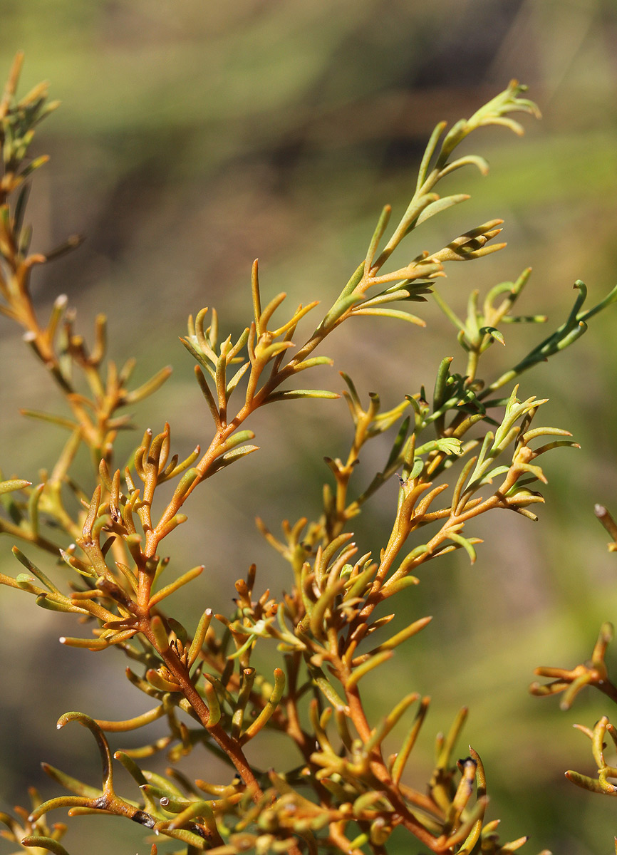 Thesium pygmaeum
