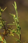 Thesium pygmaeum