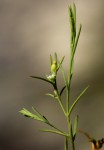Thesium pygmaeum