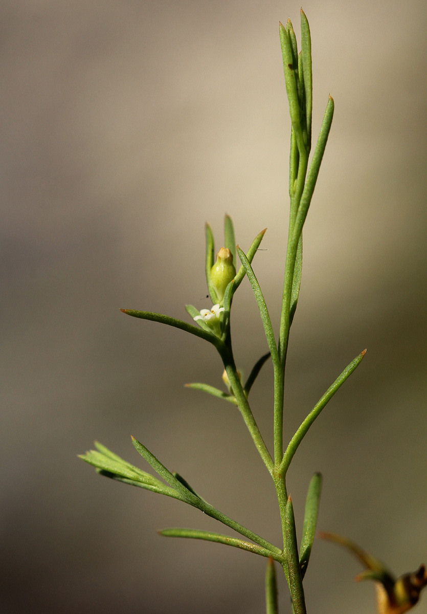 Thesium pygmaeum