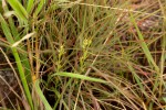 Thesium pygmaeum