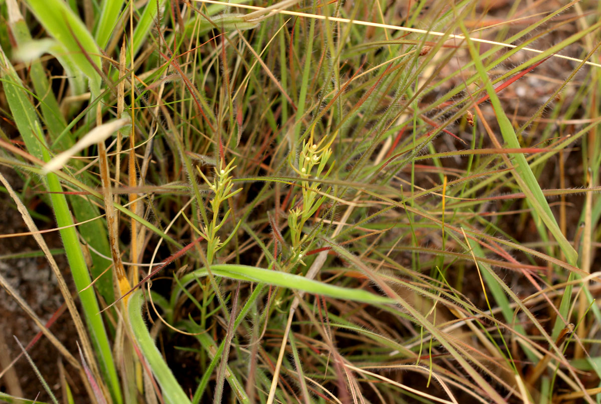 Thesium pygmaeum