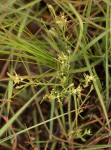 Thesium pygmaeum