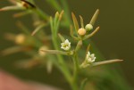 Thesium pygmaeum