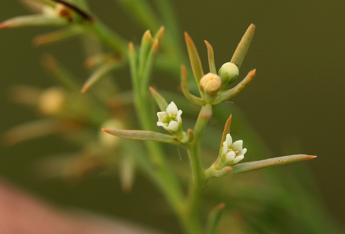 Thesium pygmaeum