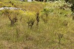 Thesium whyteanum