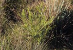 Thesium whyteanum