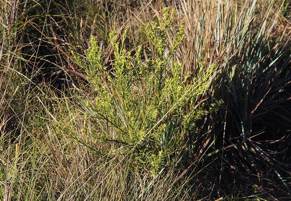 Thesium whyteanum