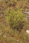 Thesium whyteanum