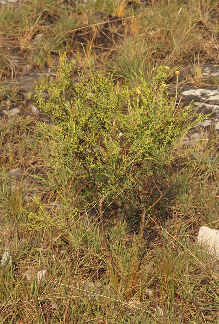 Thesium whyteanum
