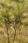 Thesium whyteanum