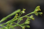 Thesium whyteanum
